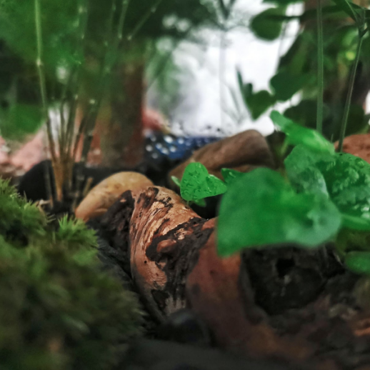 Moucherons dans un terrarium : comment les traiter naturellement