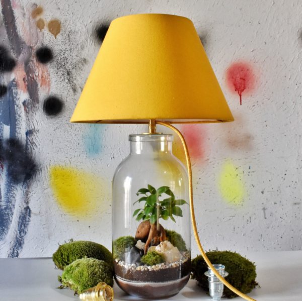 Terrarium lampe Kit DIY Ficus