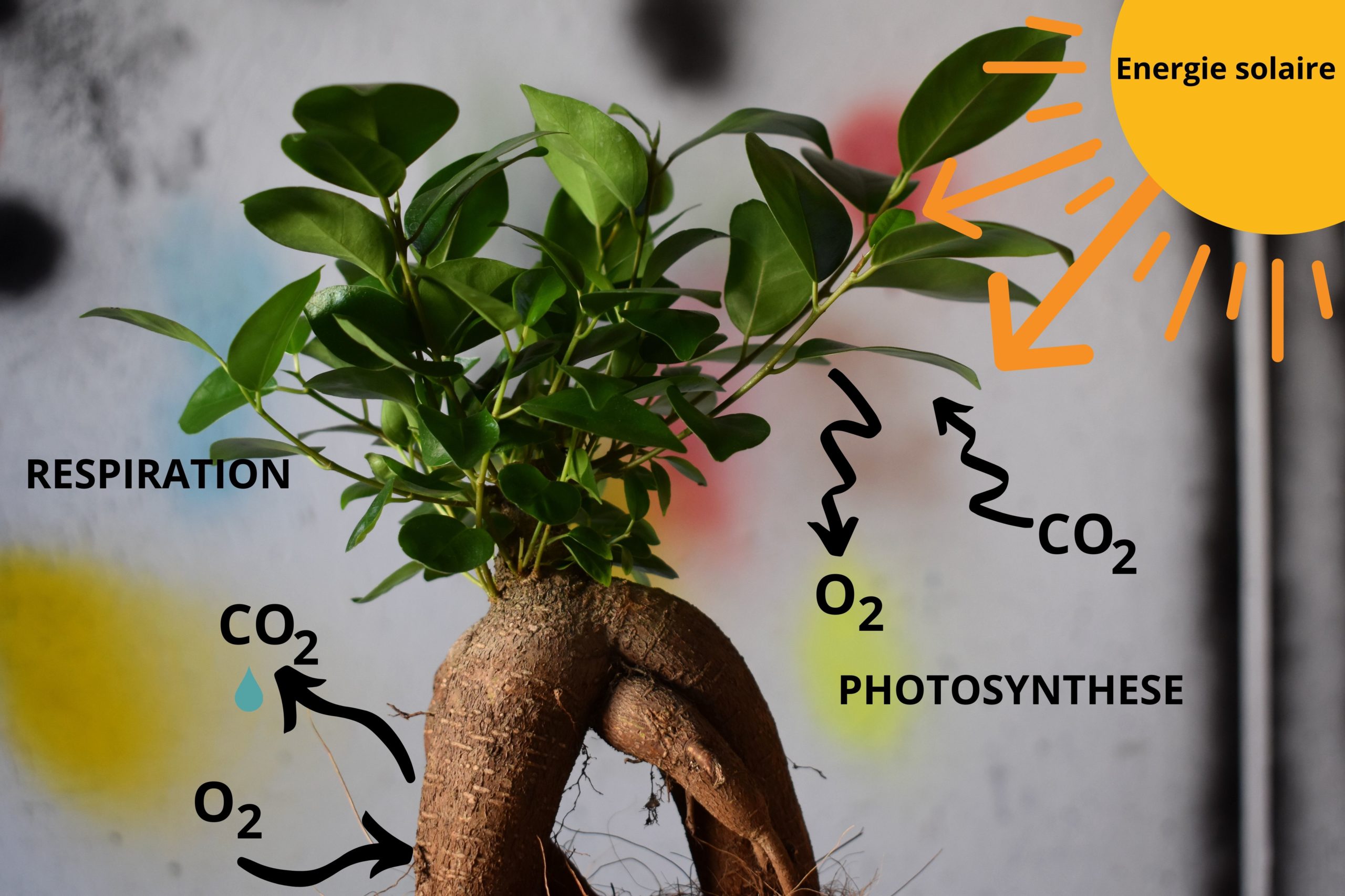 Photosynthèse 