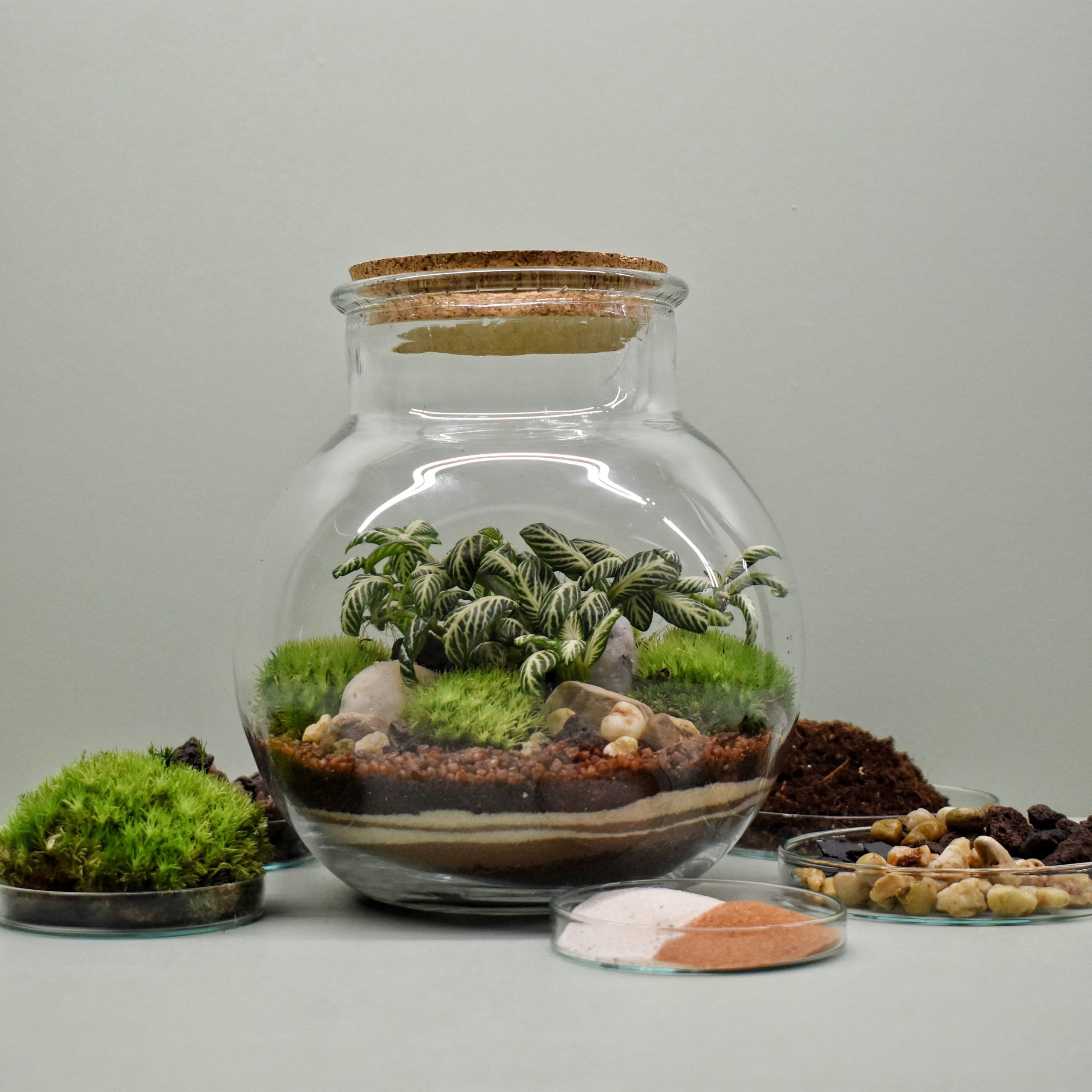 Mini terrarium bricolage avec bouchon en liège Terrarium de bureau fermé  250 ml Fittonia et mousse Jardin féerique -  Canada
