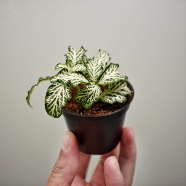 Mini plante Fittonia