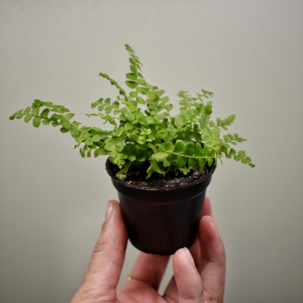 Fougère plante pour terrarium