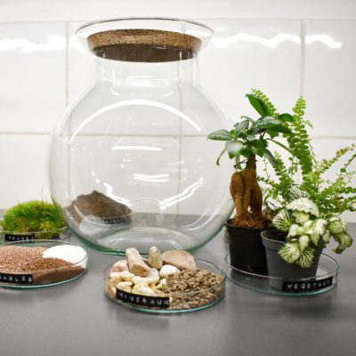 Kit terrarium DIY 3 plantes