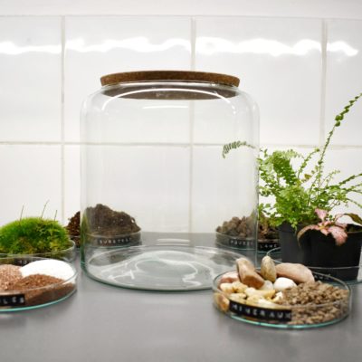 Kit terrarium DIY fittonia fougère