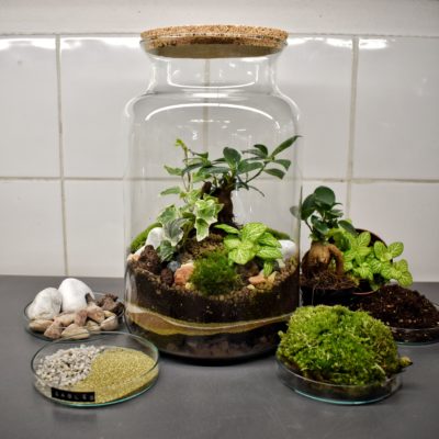 Kit terrarium 3 plantes