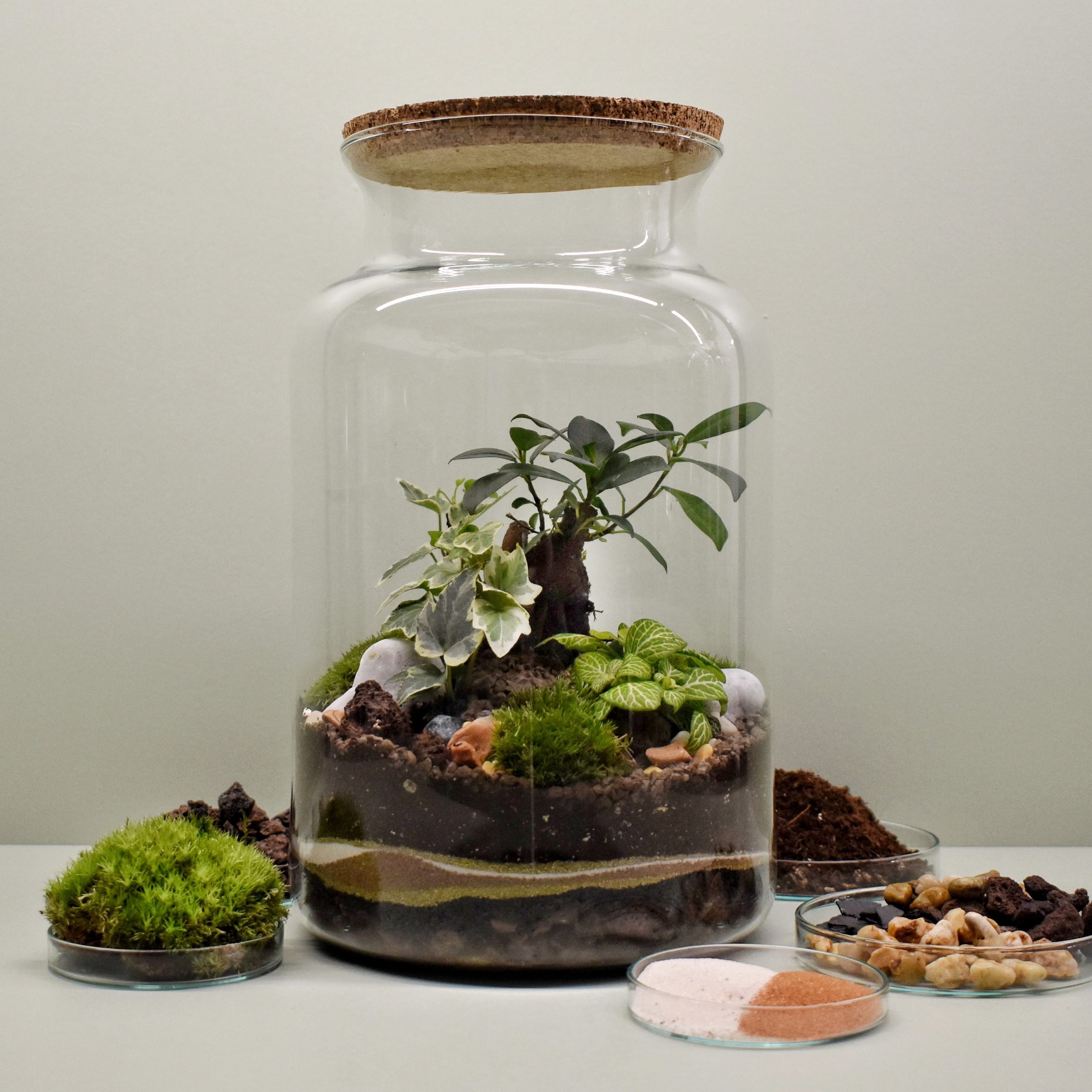 Kit Terrarium DIY 3 plantes + bocal - Poli - Bois Joli