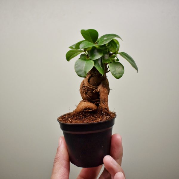 Mini plante Ficus