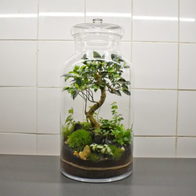 Terrarium bonsaï