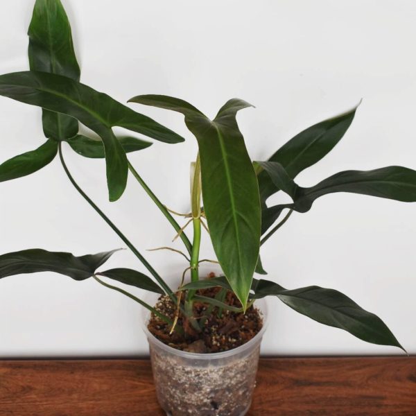 Philodendron mexicanum