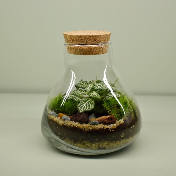 Mini terrarium fittonia