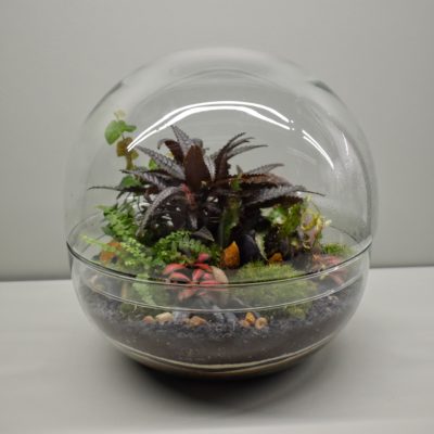 Terrarium bulle de verre