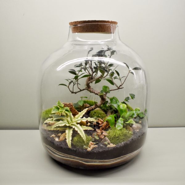 Terrarium bonsaï xxl