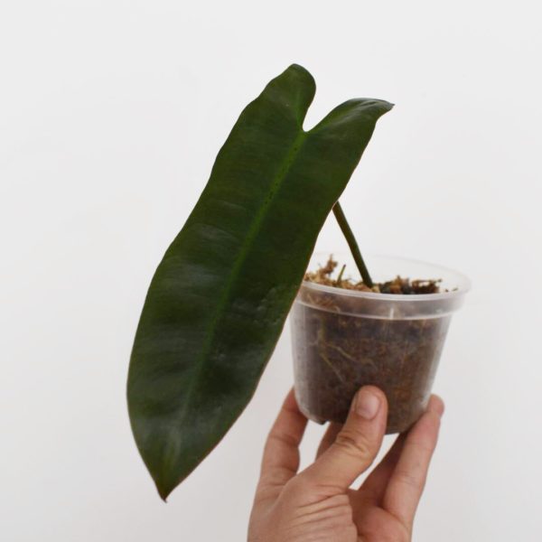 Philodendron atabapoense