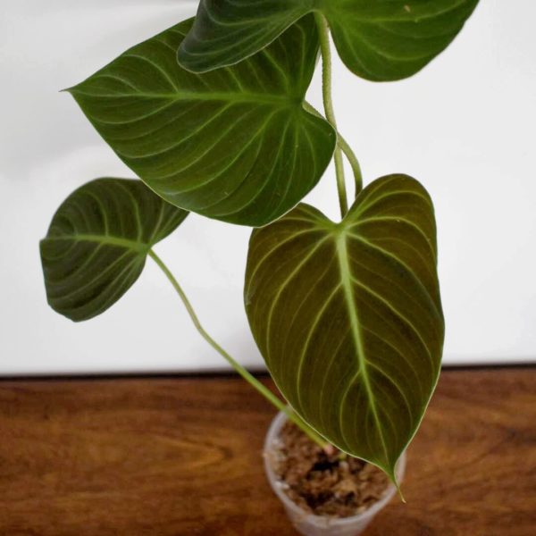 Philodendron el choco red