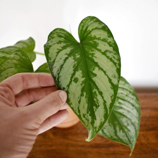 Philodendron mamei