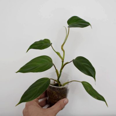 Philodendron ornatum cf