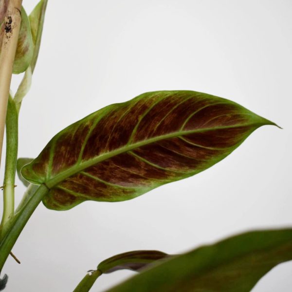philodendron subhastatum variegata