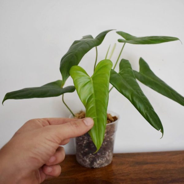 Philodendron pinnatilobum