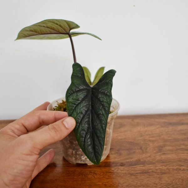 Alocasia scalprum