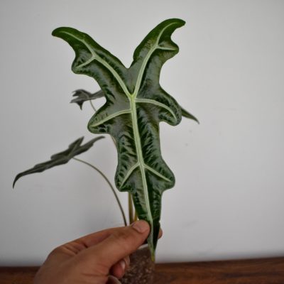 Alocasia nobilis