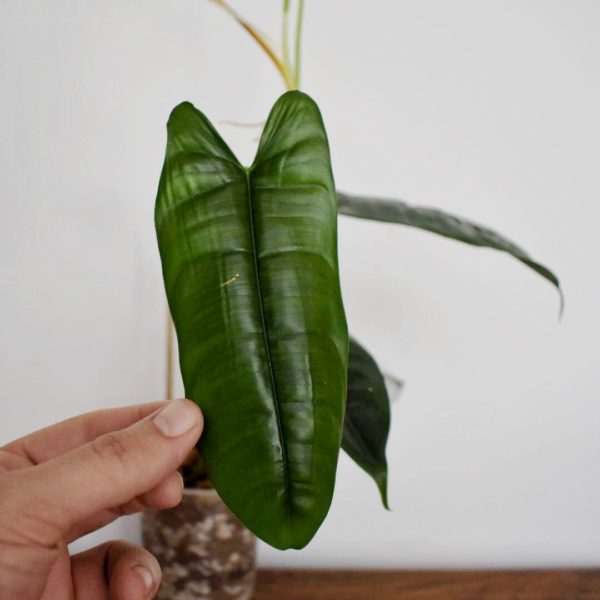 Philodendron felix