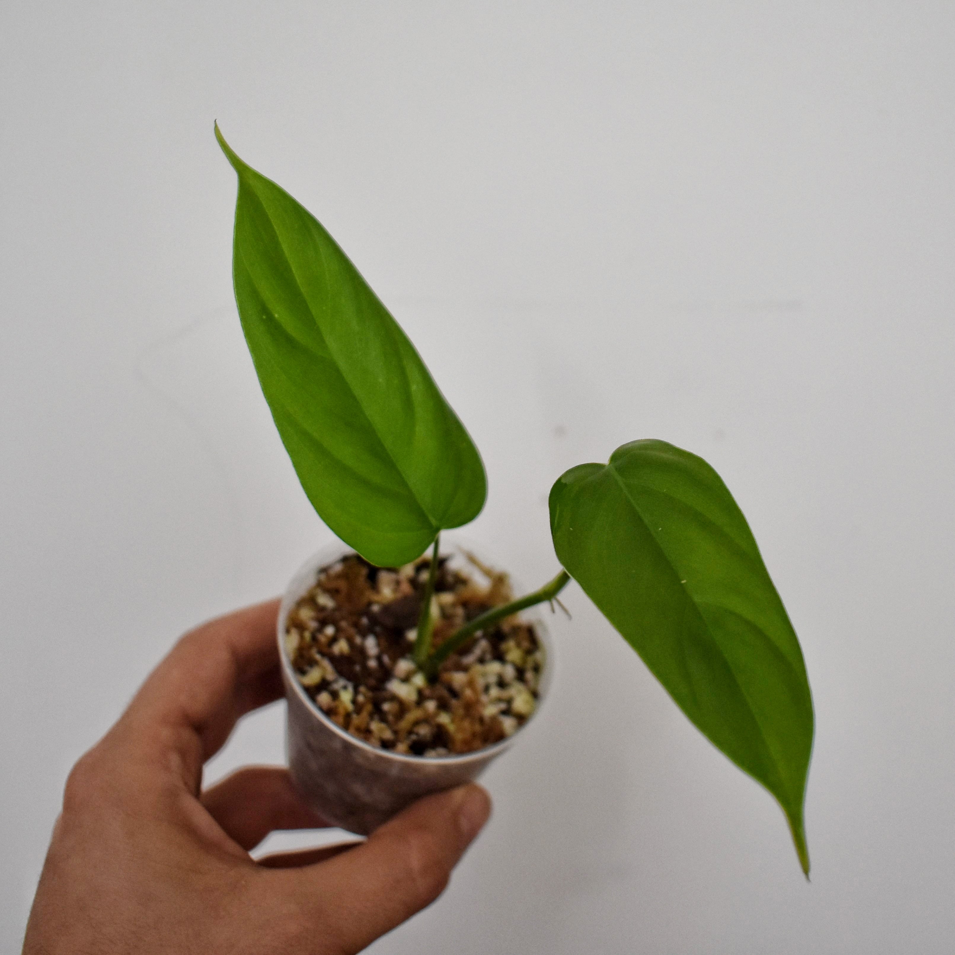 philodendron sharoniae